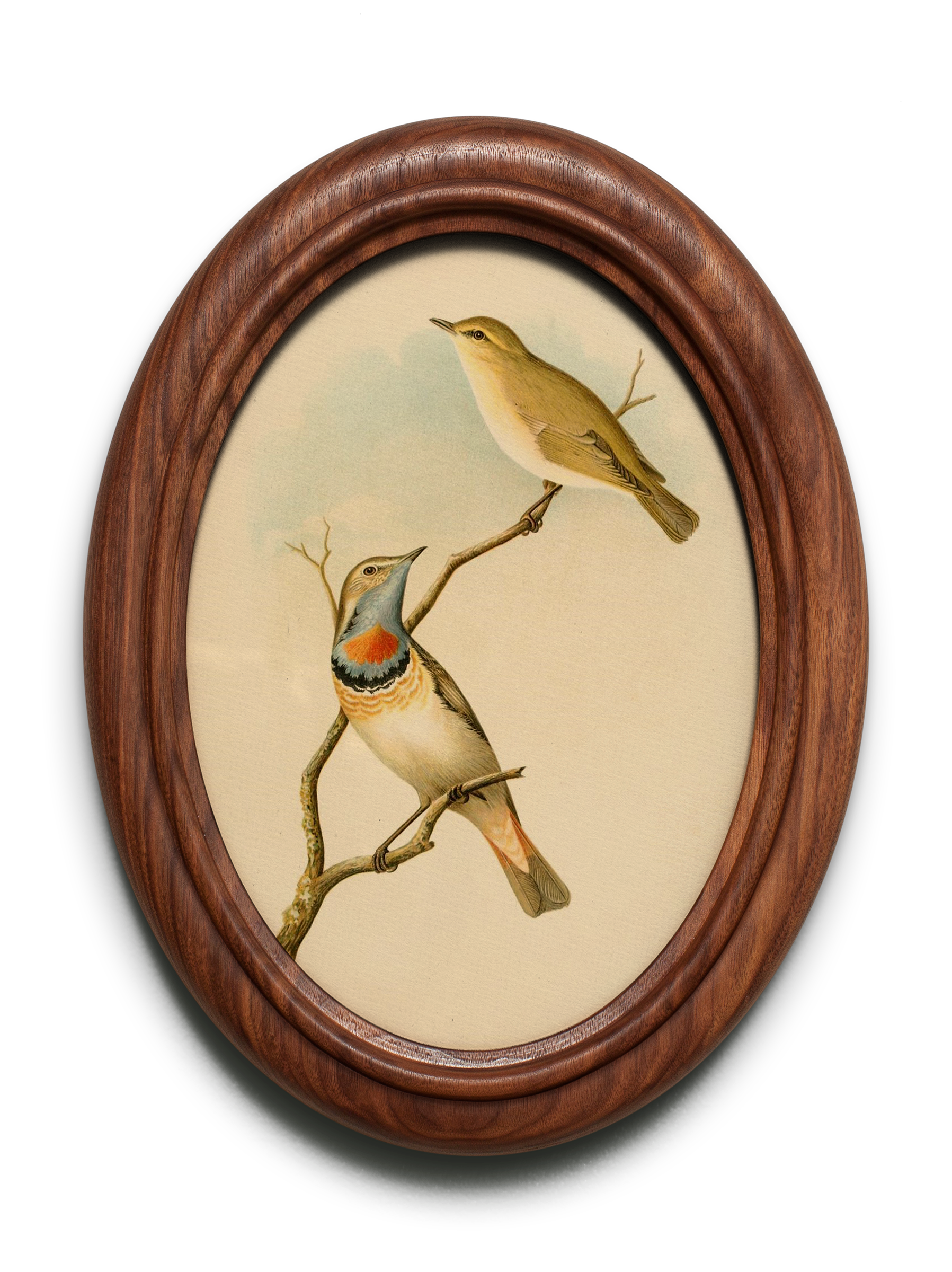 Framed photo of two warblers.